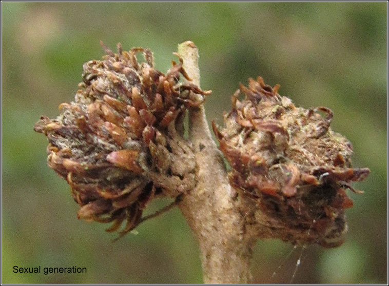 Neuroterus saliens, Pseudoneuroterus saliens