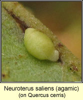 Neuroterus saliens, agamic