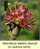 Neuroterus saliens, sexual