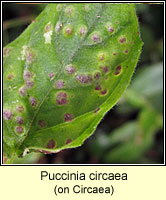 Puccinia circaea