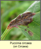 Puccinia circaea