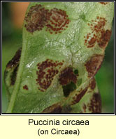 Puccinia circaea