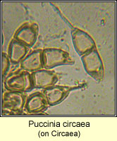 Puccinia circaea