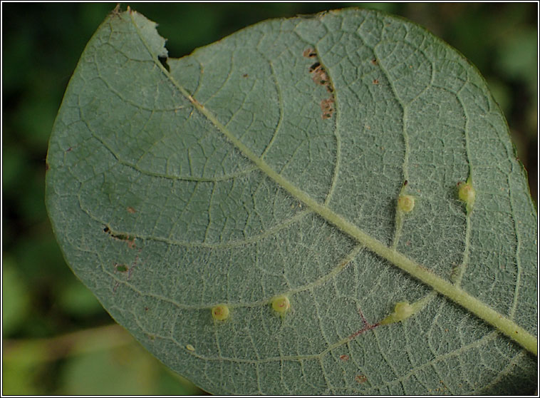 Iteomyia capreae