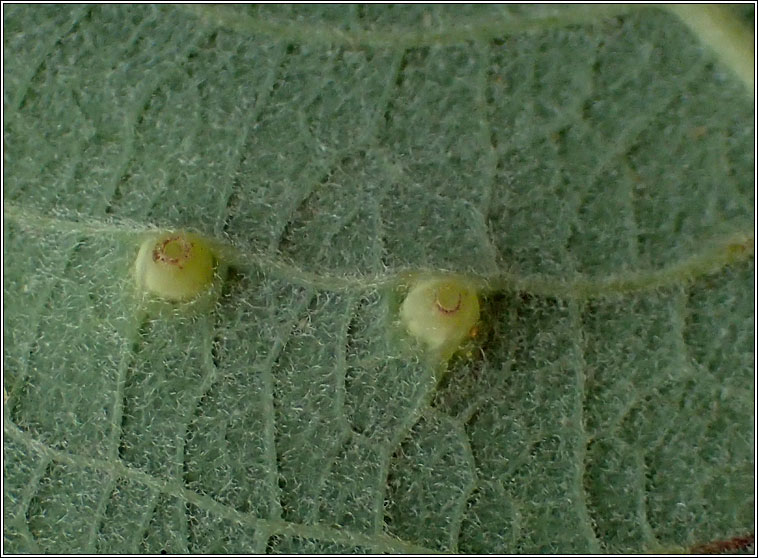 Iteomyia capreae and Iteomyia major