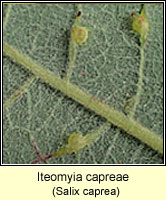 Iteomyia capreae