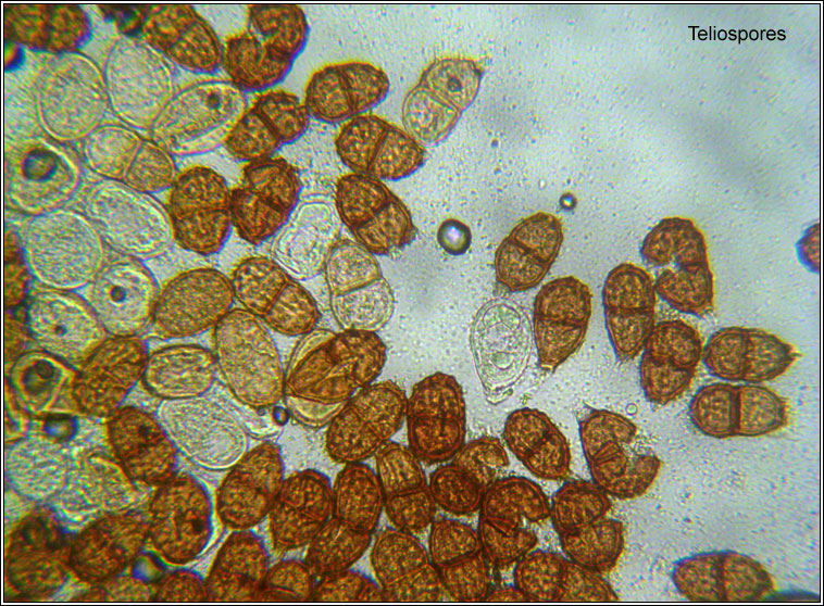 Puccinia smyrnii