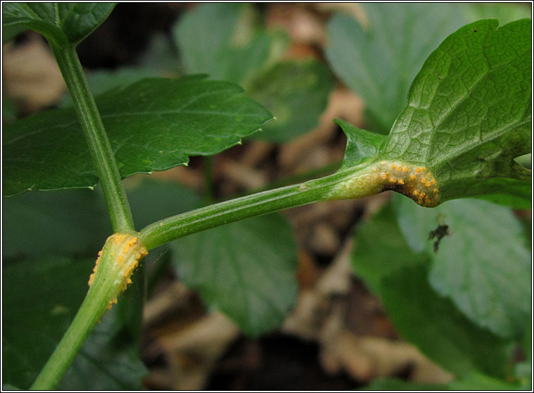 Puccinia smyrnii