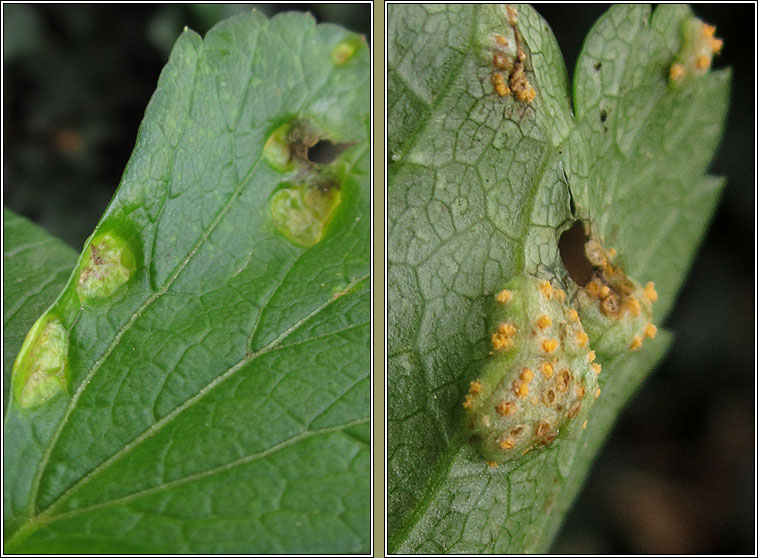 Puccinia smyrnii