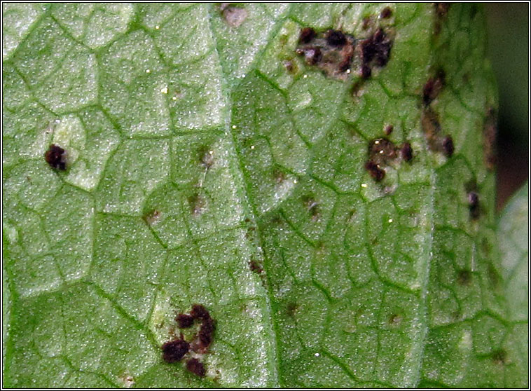 Puccinia smyrnii