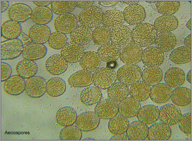 Puccinia smyrnii