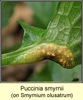 Puccinia smyrnii