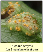 Puccinia smyrnii