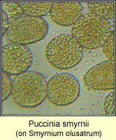 Puccinia smyrnii