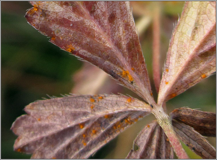 Phragmidium potentillae