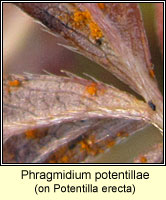 Phragmidium potentillae