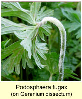 Podosphaera fugax