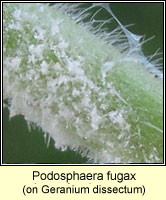 Podosphaera fugax