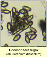 Podosphaera fugax