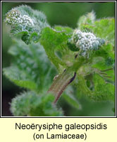 Neorysiphe galeopsidis