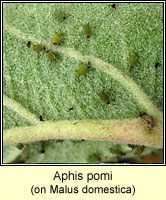 Aphis pomi