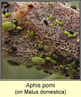 Aphis pomi