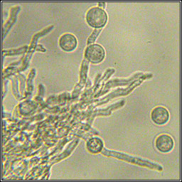 Ramularia sphaeroidea, Ovularia sphaeroidea