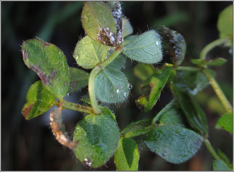 Ramularia sphaeroidea, Ovularia sphaeroidea