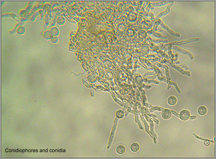 Ramularia sphaeroidea, Ovularia sphaeroidea