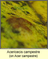 Acericecis campestre