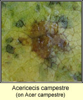 Acericecis campestre