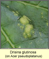 Drisina glutinosa