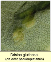 Drisina glutinosa