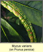 Myzus varians