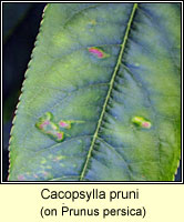 Cacopsylla pruni