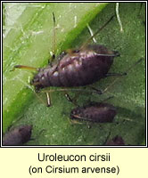 Uroleucon cirsii