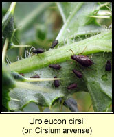 Uroleucon cirsii