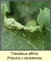 Thecabius affinis