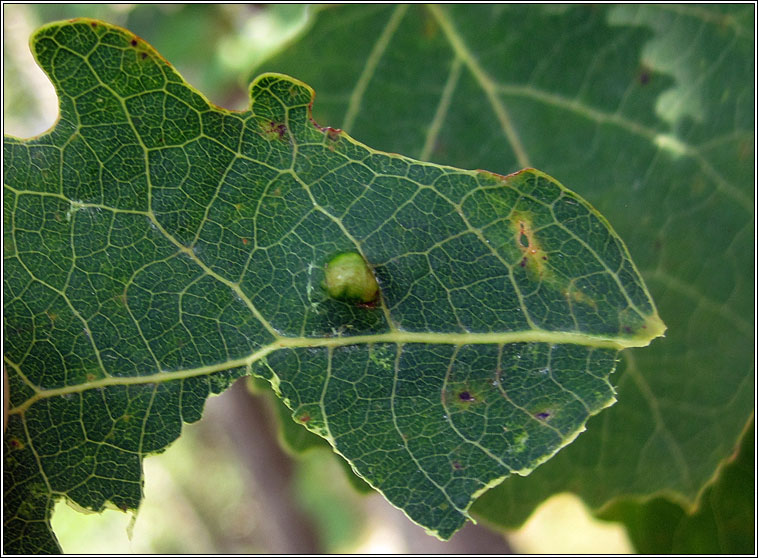 Taphrina caerulescens