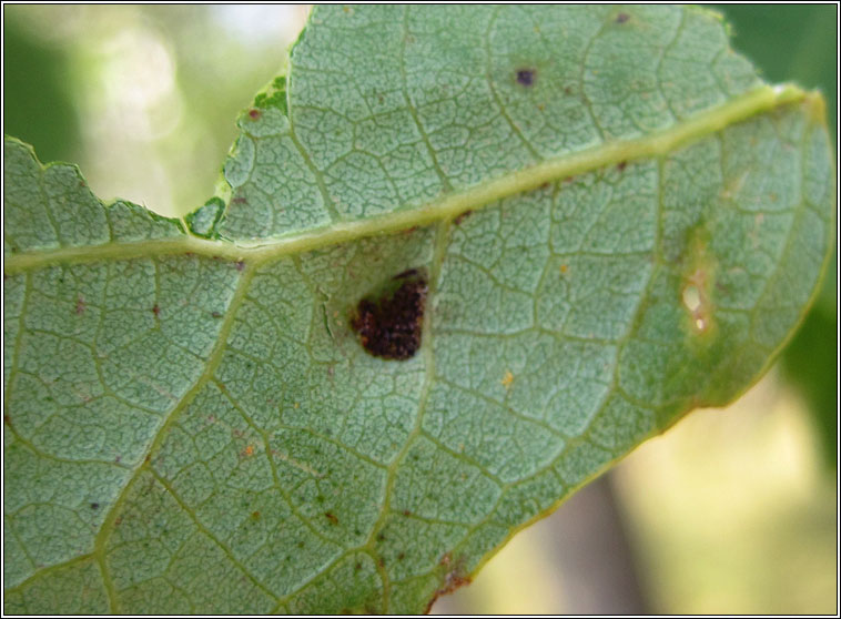 Taphrina caerulescens