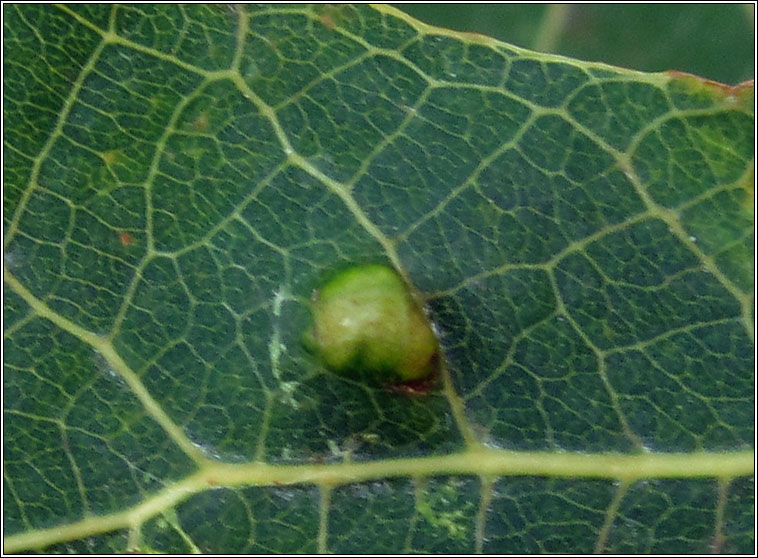 Taphrina caerulescens