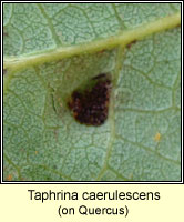 Taphrina caerulescens