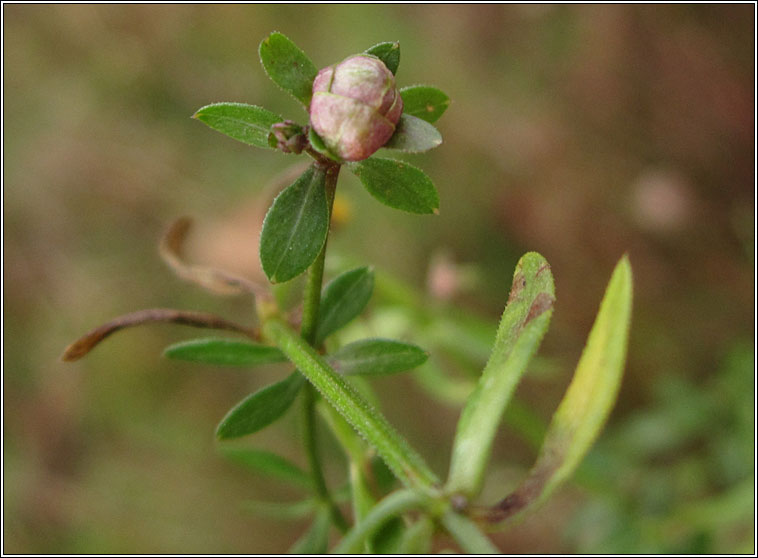 Dasineura hygrophila