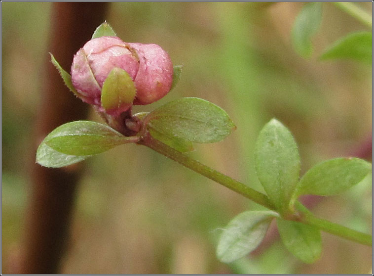 Dasineura hygrophila