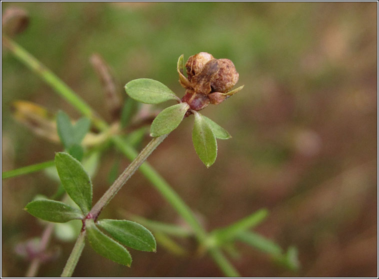 Dasineura hygrophila