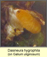 Dasineura hygrophila