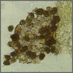 Urocystis violae