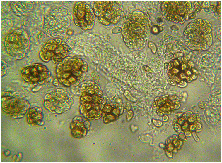 Urocystis violae