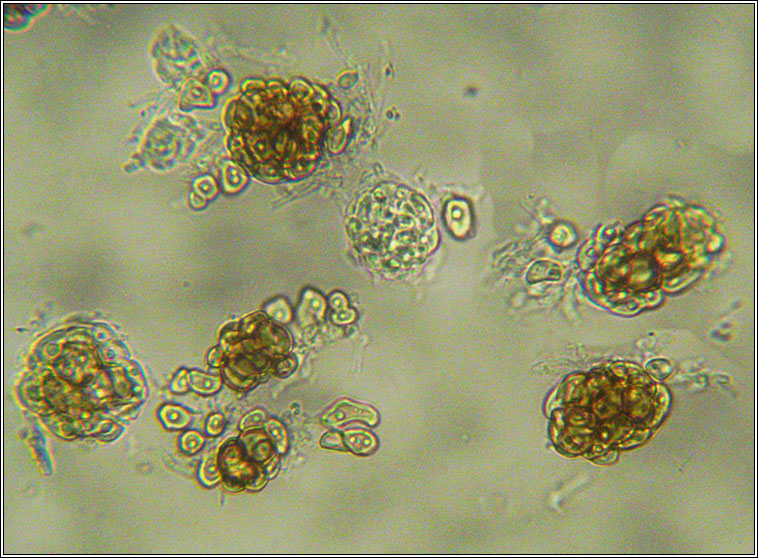 Urocystis violae