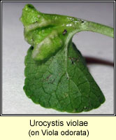 Urocystis violae